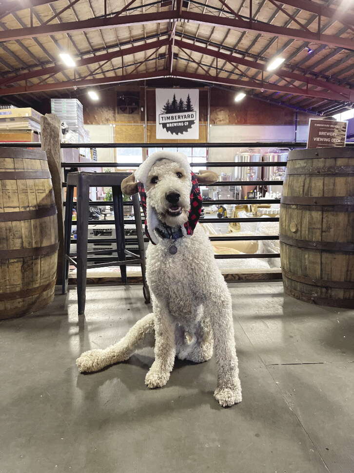 A three-legged white dog wears a red hat and sits in a brewery.
