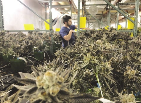 A man stands in a room full of marijuana plants.