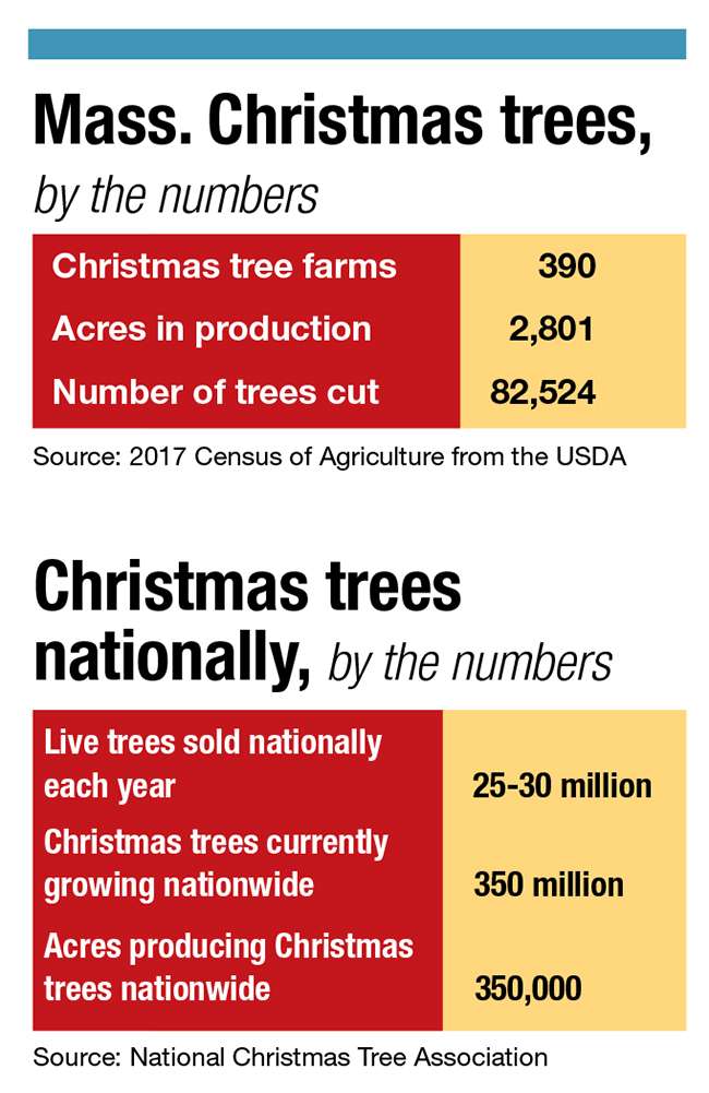 For six decades, the McCullerses have been selling Christmas trees in  Hillsborough