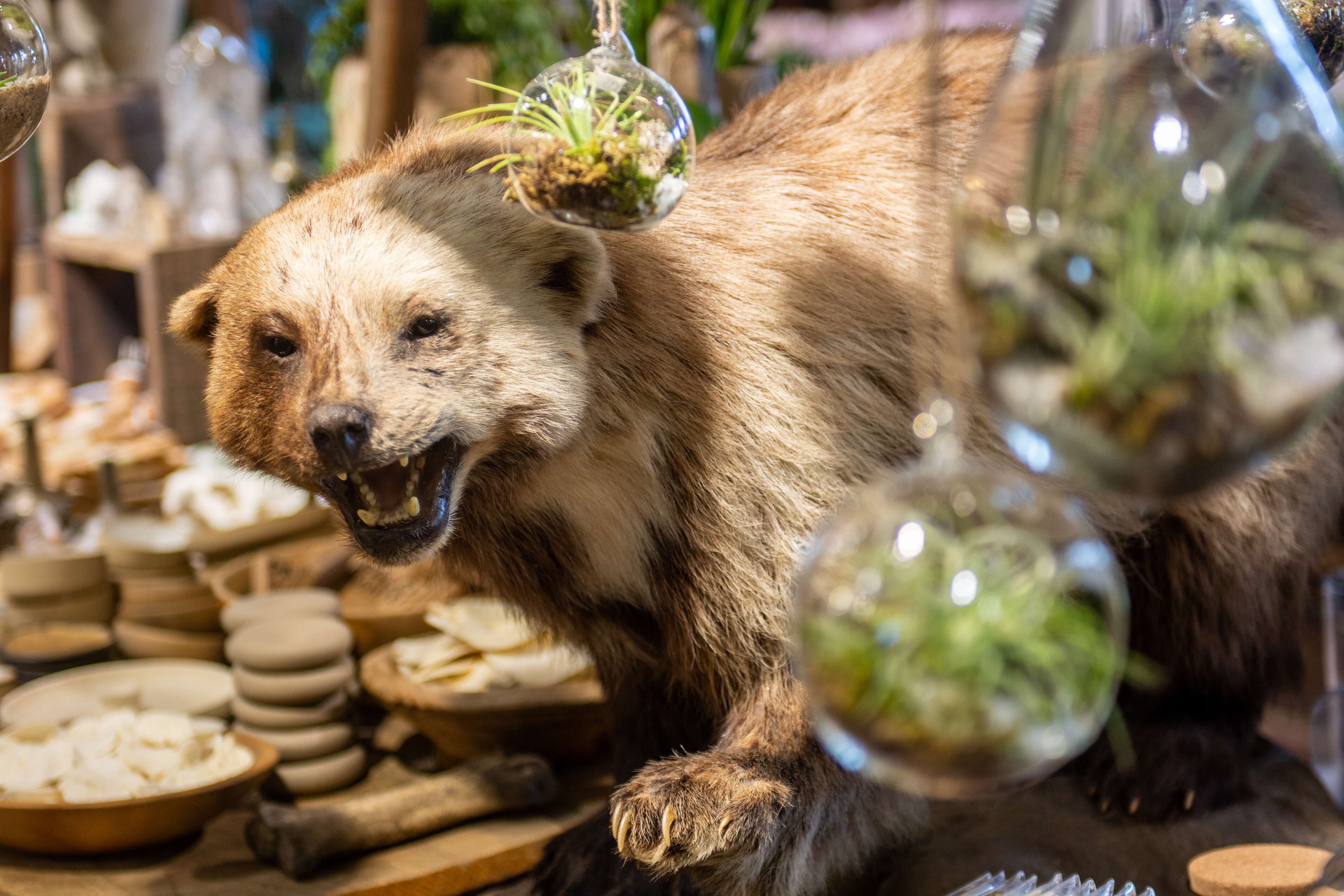 A taxidermy animal is displayed on a table with inside a store with air plants hanging around it and home decor pieces on a table behind it.