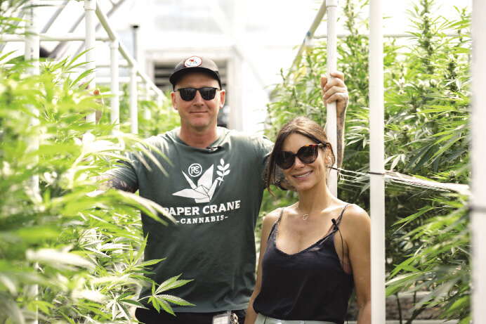 A man and a women stand in a field of marijuana