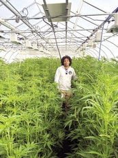 A man stands among a large amount of cannabis plants in a greenhouse