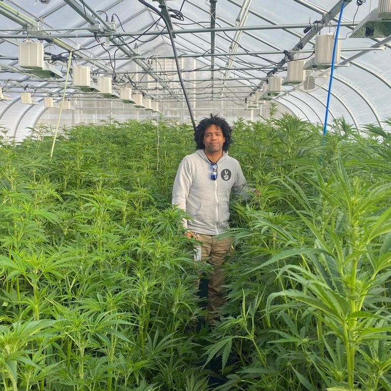 A man stands among cannabis plants in a greenhouse