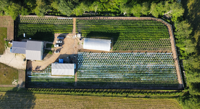 An aerial view of a cannabis farm and buildings surrounded by security fencing.