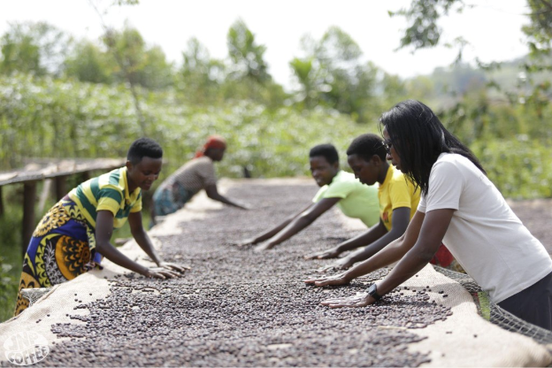 Workers spread coffee beans across an elevated canvas outside.