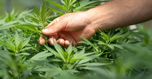 A hand reaches into a grouping of marijuana leaves