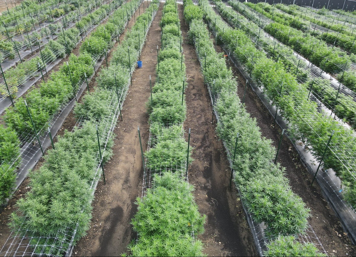 Rows of cannabis plants in an outdoor field